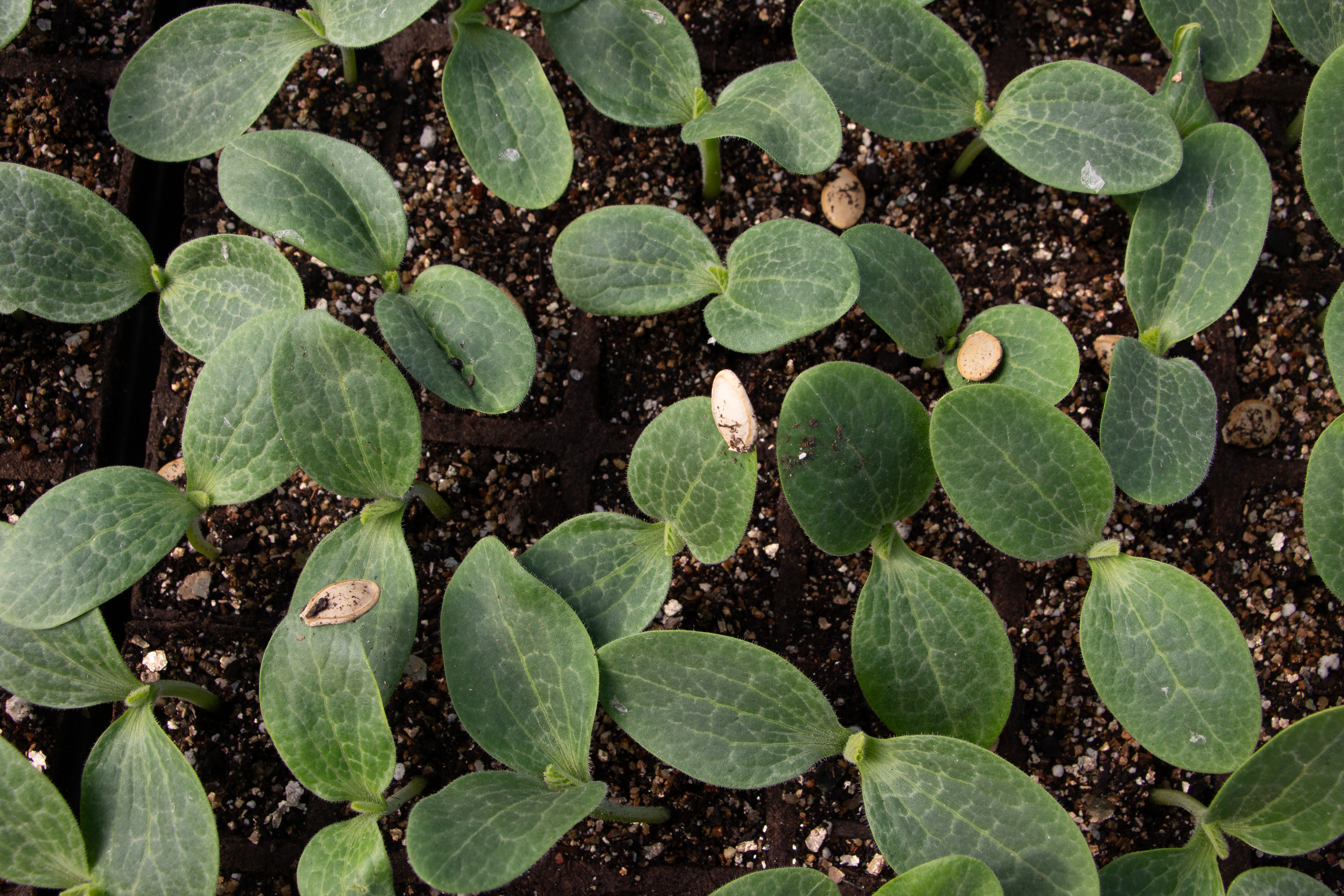 Winter squash growing in the field