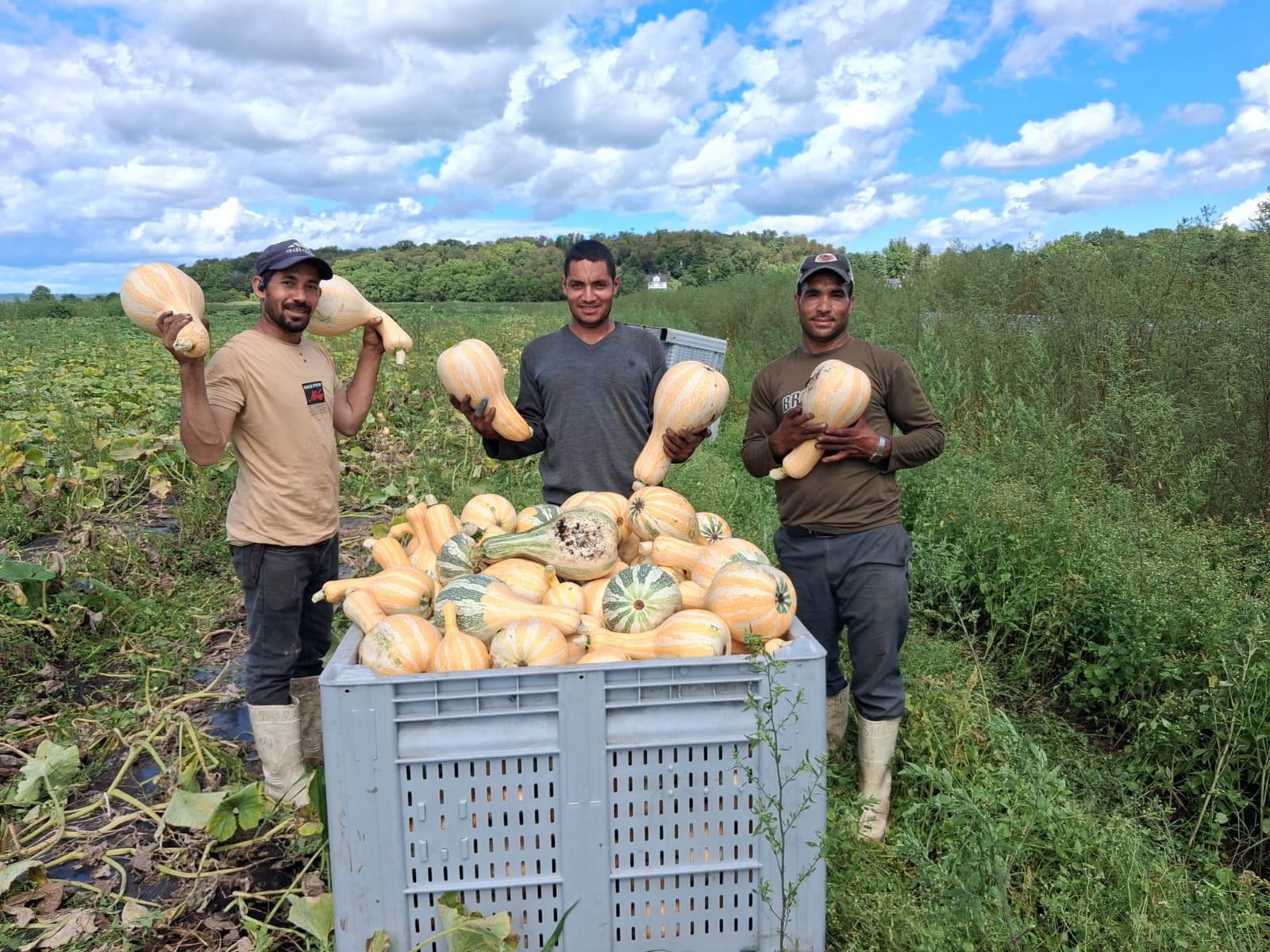 Winter squash growing in the field