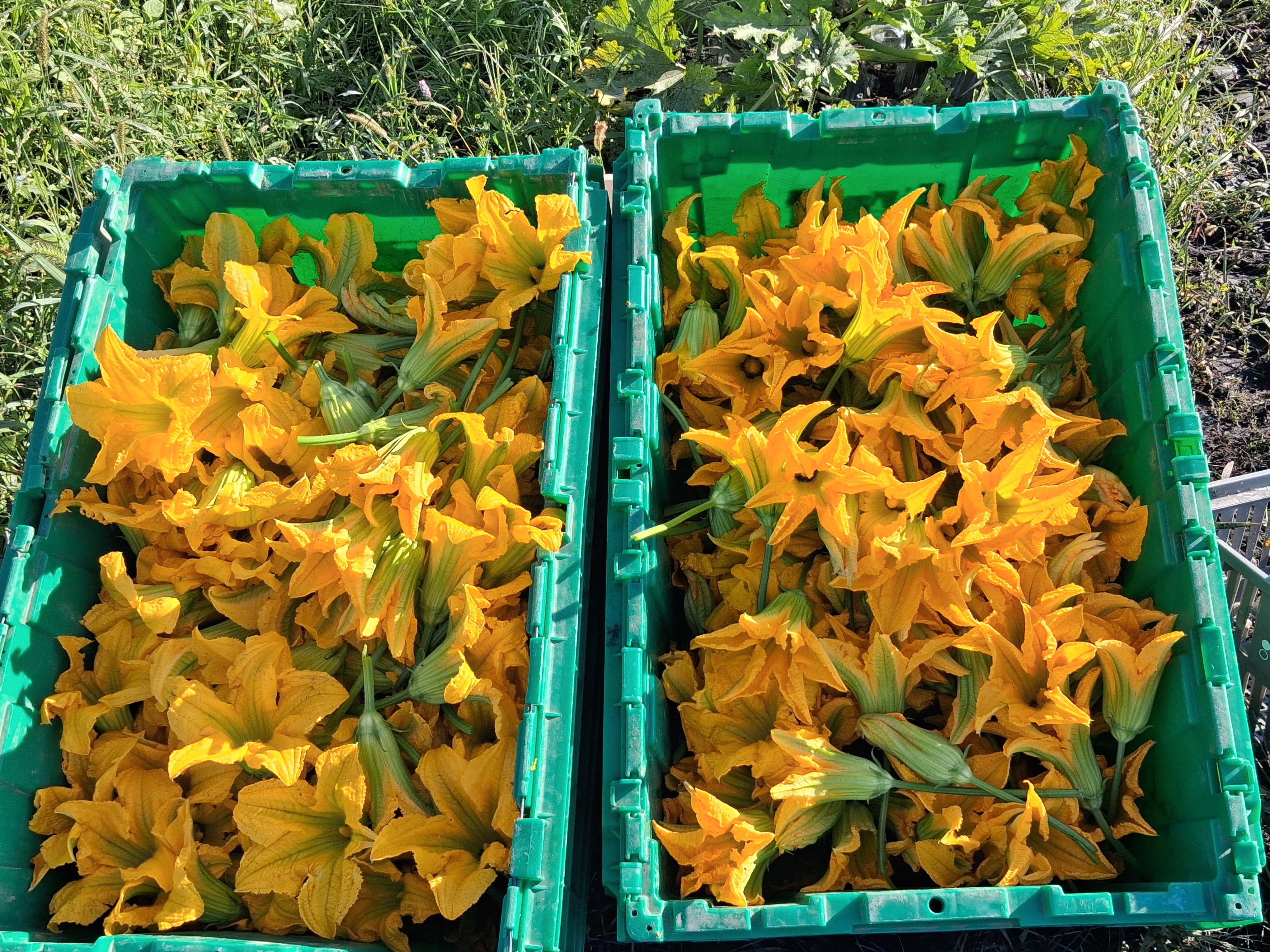 Zucchini Flowers