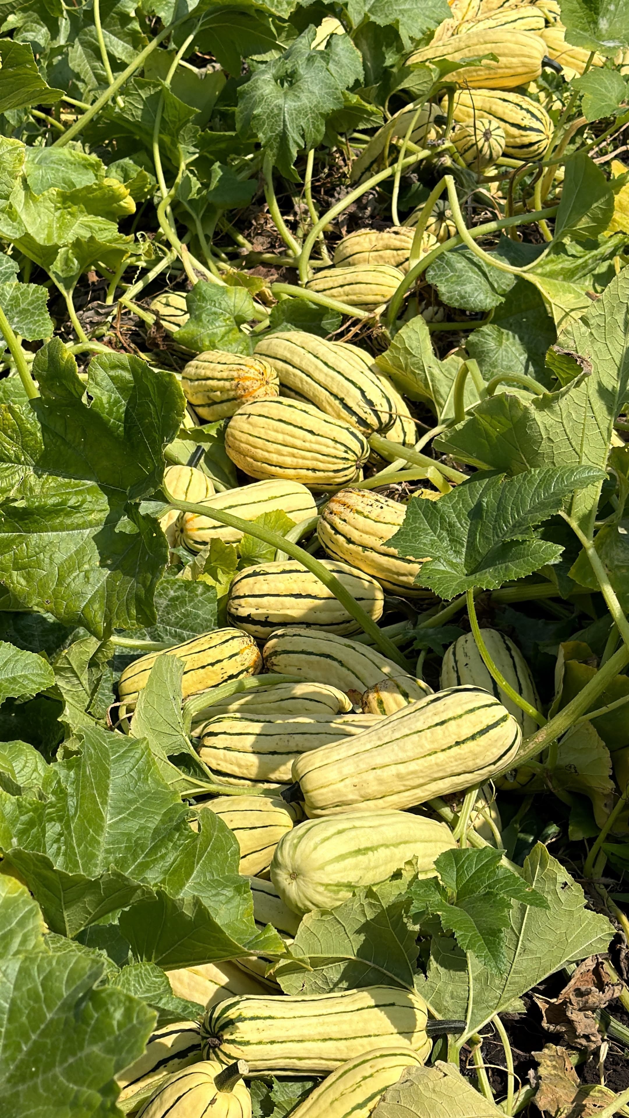 Winter squash growing in the field